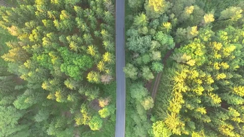 Footpath through forest Stock Footage 76629472