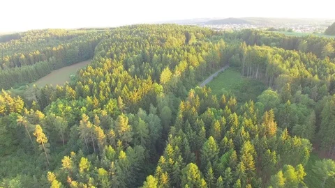 Footpath through forest Stock Footage 76629774