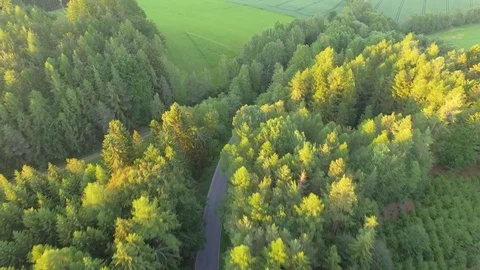 Footpath through forest Stock Footage 76630030