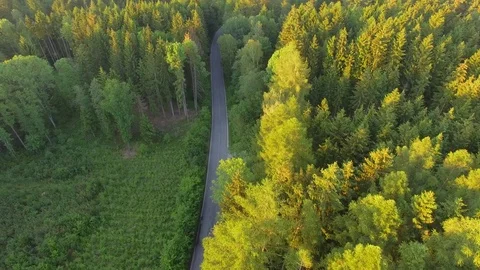 Footpath through forest Stock Footage 76630125