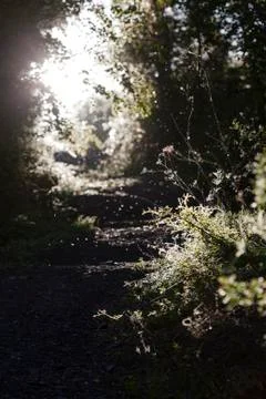 Footpath Through Forest Leading Into The Sun Stock Photos