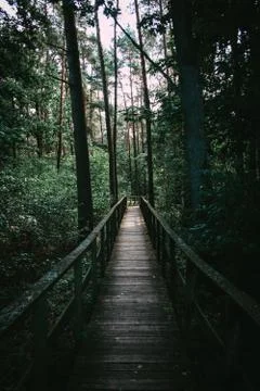 Footpath through the forest Stock Photos