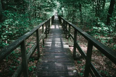 Footpath through the forest Stock Photos