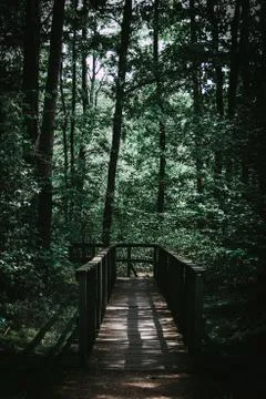 Footpath through the forest Stock Photos