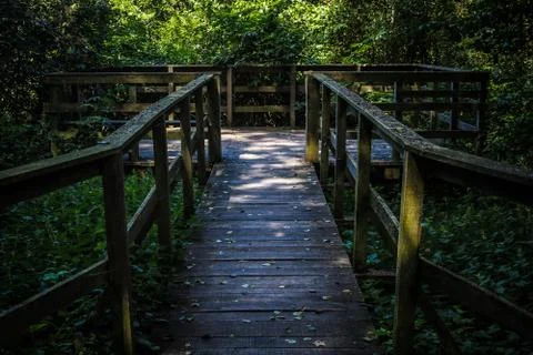 Footpath through the forest Stock Photos