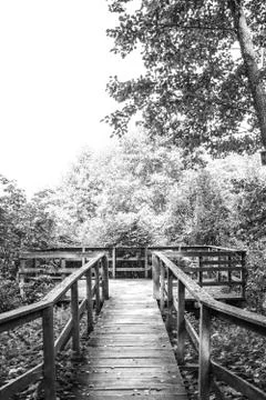 Footpath through the forest Stock Photos