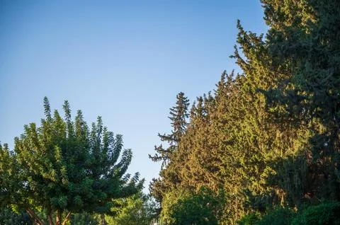 Footpath through the forest Stock Photos