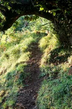 A footpath through a forest with a tree looming above Stock Photos