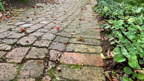 Footpath through the garden Stock Footage 168833355