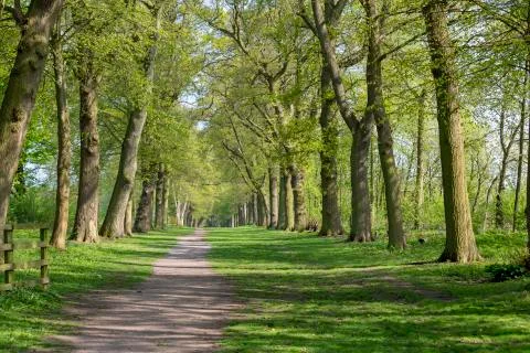 Footpath through Green Forest of Beech Trees in Spring 库存照片