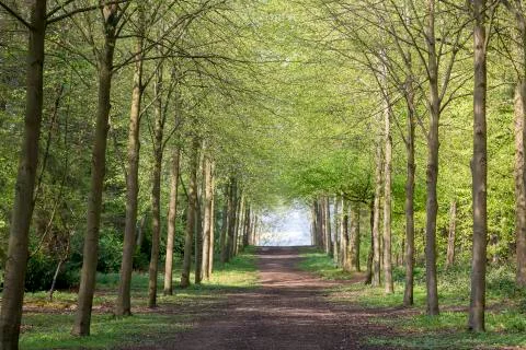 Footpath through Green Forest of Beech Trees in Spring 库存照片