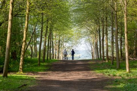 Footpath through Green Forest of Beech Trees in Spring with two people walking 库存照片
