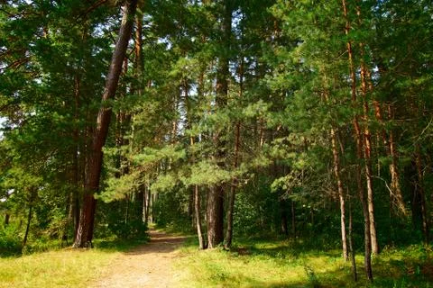 Footpath through a green forest with old trees Stock Photos