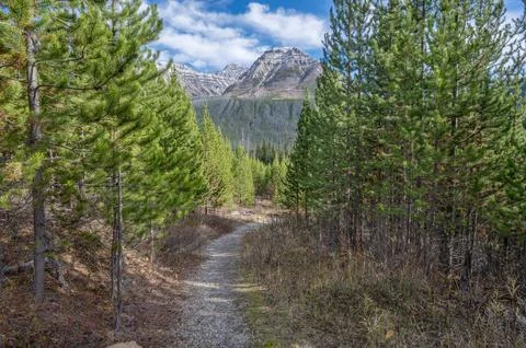 Footpath through a Mountain Forest Stock Photos