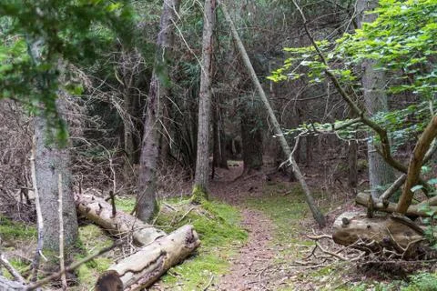 Footpath through an old unspoiled forest with mossy ground Stock Photos