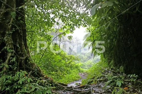 Footpath through Sekumpul valley in Bali, Indonesia Stock Photos