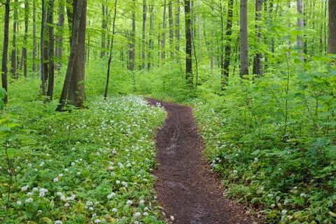 Footpath through spring beech forest with ramsons (Allium ursinum) and lush Stock Photos