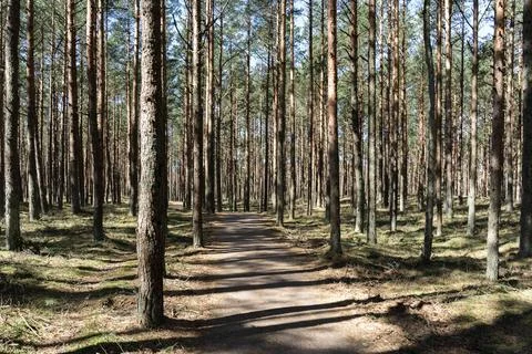 Footpath through sunlit pine forest - perfect for hiking and trekking Stock Photos