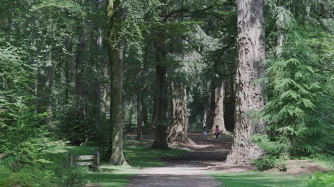 Footpath through tall trees in the New Forest Hampshire England Stock Footage 168090463
