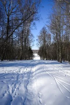 The footpath through the winter forest. Clear blue sky on the horizon and ski Stock Photos