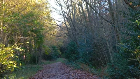 Footpath through the woods Stock-Footage 221686551