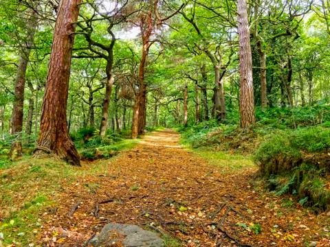 Footpath through the woods Stockfoto's