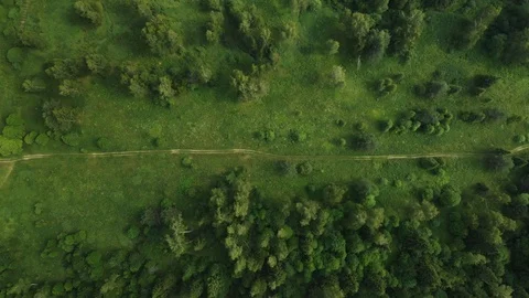 Footpath througth the woods 스톡 동영상 111245952