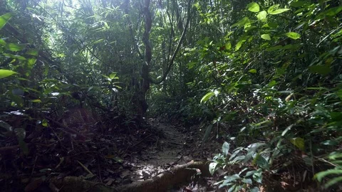 Footpath in tropical rain forest. Walking through green wet rain forest Vidéo 83987847