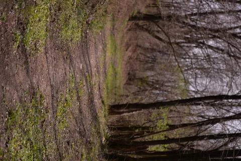 Footpath trough the leafless forest during spring season Stock Photos