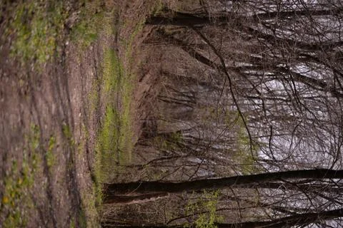 Footpath trough the leafless forest during spring season Stock Photos