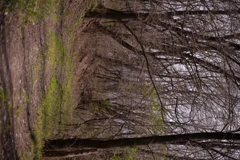 Footpath trough the leafless forest during spring season Stock Photos