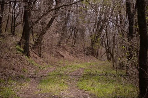 Footpath trough the leafless forest during spring season Stock Photos