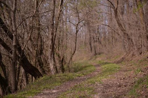 Footpath trough the leafless forest during spring season Stock Photos