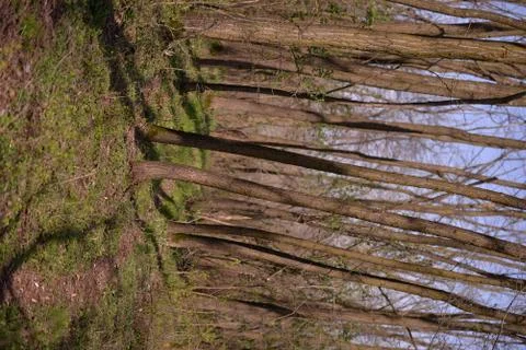 Footpath trough the leafless forest during spring season Stock Photos