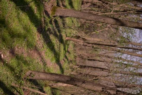 Footpath trough the leafless forest during spring season Stock Photos