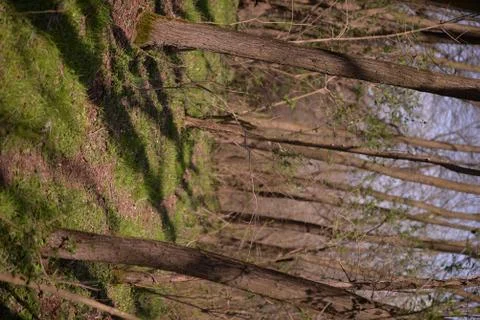 Footpath trough the leafless forest during spring season Stock Photos