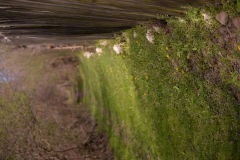 Footpath trough the leafless forest during spring season Stock Photos