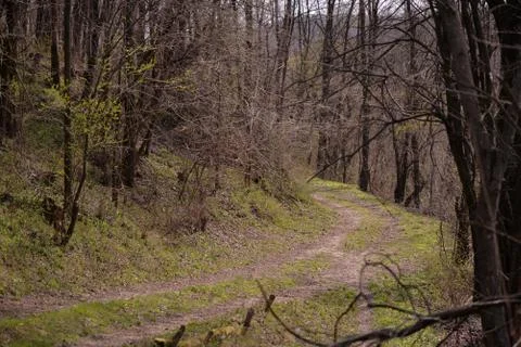 Footpath trough the leafless forest during spring season Stock Photos
