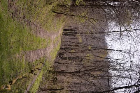 Footpath trough the leafless forest during spring season Stock Photos