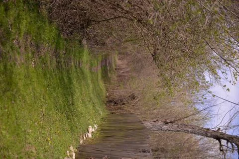 Footpath trough the leafless forest during spring season Stock Photos