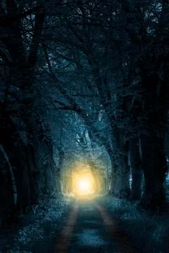 Footpath trough mystically forest to sunlight Stock Photos