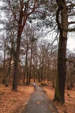 Footpath under bare trees in winter autumn. No life landscape Stock Photos