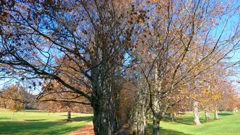 Footpath under colorful trees in Brdo park, Slovenia Stock Footage 142664203
