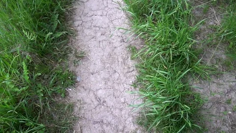 Footpath for walks in the woods Video stock 75963693