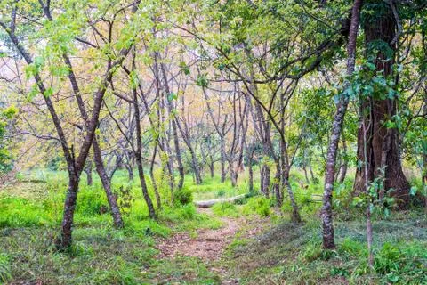 Footpath way to forest with tree in grass field Stock Photos