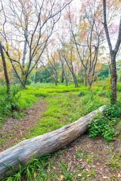 Footpath way to forest with tree in grass field Stock Photos