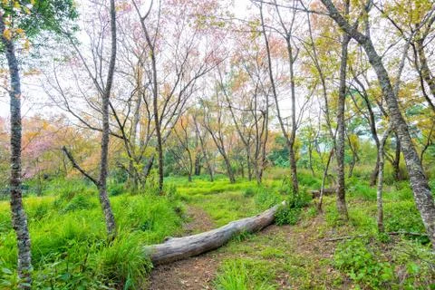 Footpath way to forest with tree in grass field Stock Photos