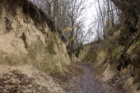 Footpath winding through the sandy Root Gorge in Kazimierz Dolny, surrounded by Stock Photos