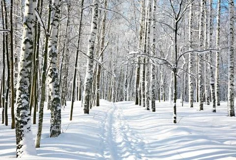 Footpath in winter birch forest Stock Photos