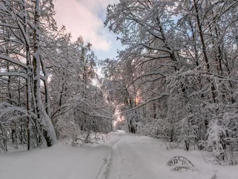 Footpath in the winter forest 스톡 사진
